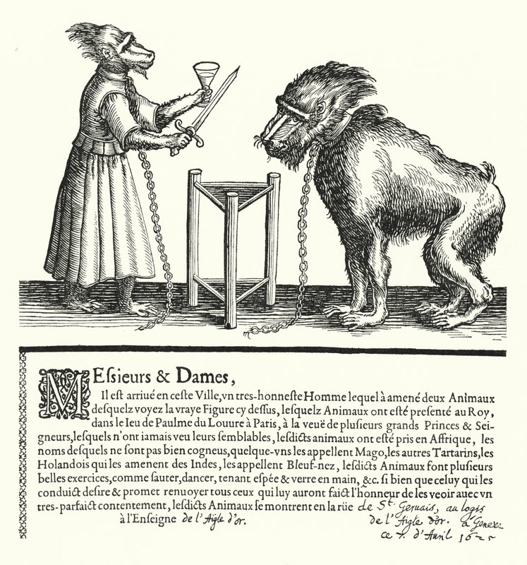 Invito a una mostra di scimmie e primati da German School