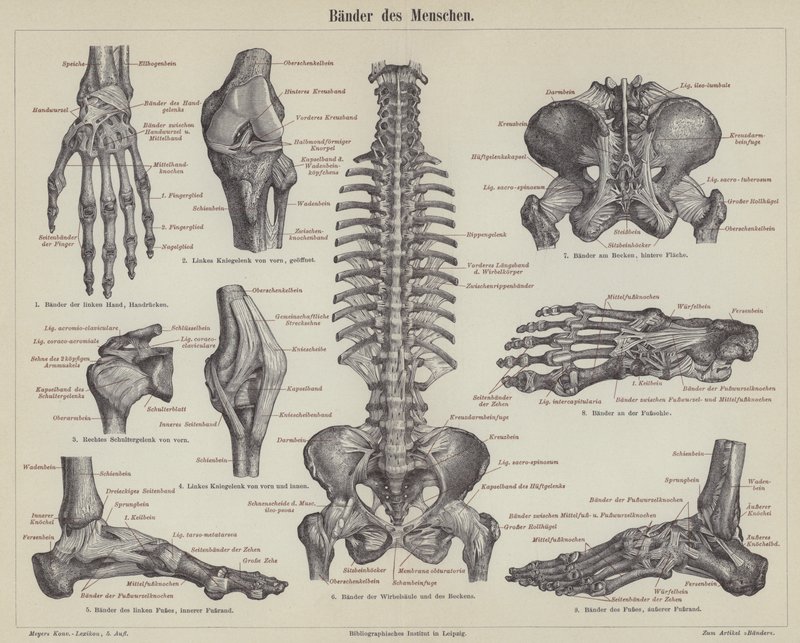 Legamenti del corpo umano da German School