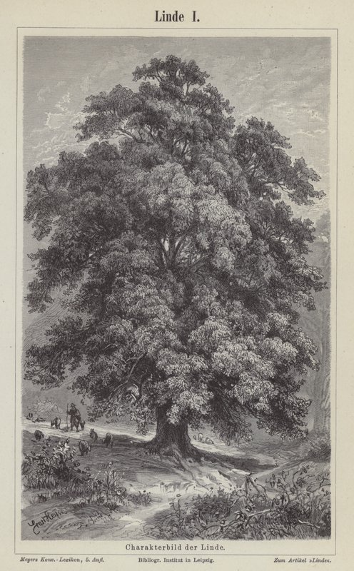 Albero di tiglio da German School