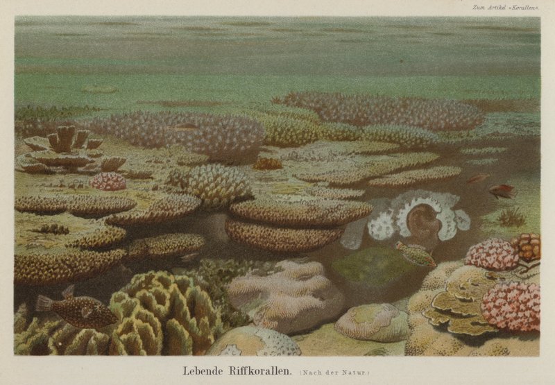 Coralli viventi della barriera corallina da German School