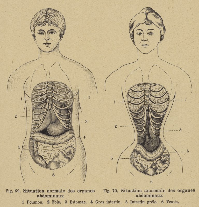 Situazione normale degli organi interni dell