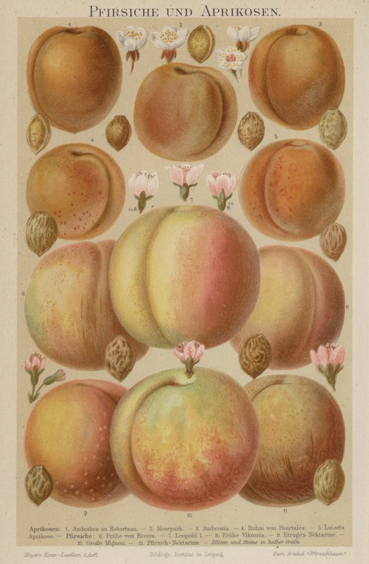Pesche e albicocche da German School