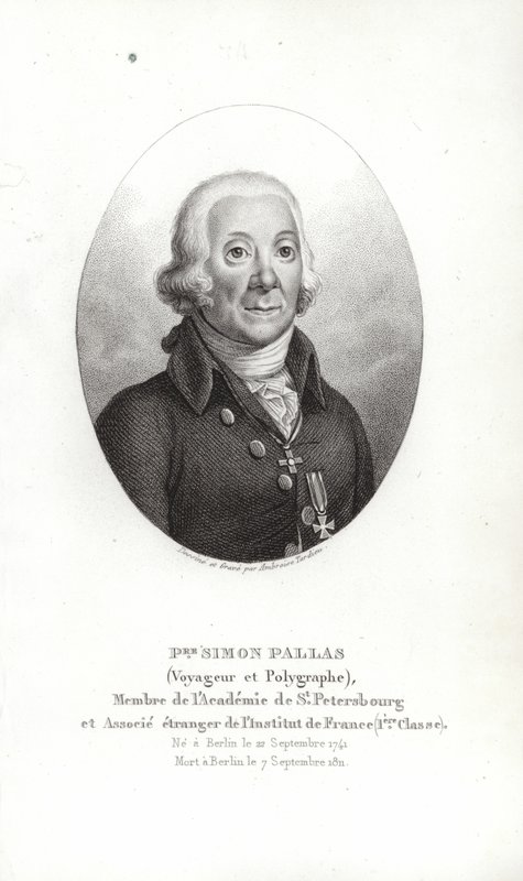 Peter Simon Pallas da German School