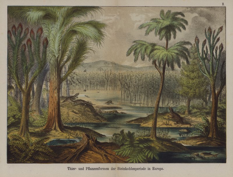 Piante e animali del periodo carbonifero in Europa da German School