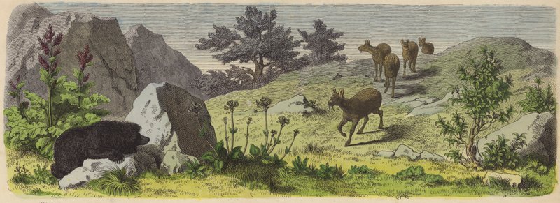 Piante e animali delle montagne dell