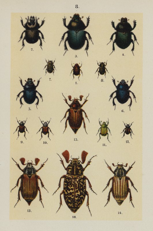 Tavola da The Young Beetle-Collector