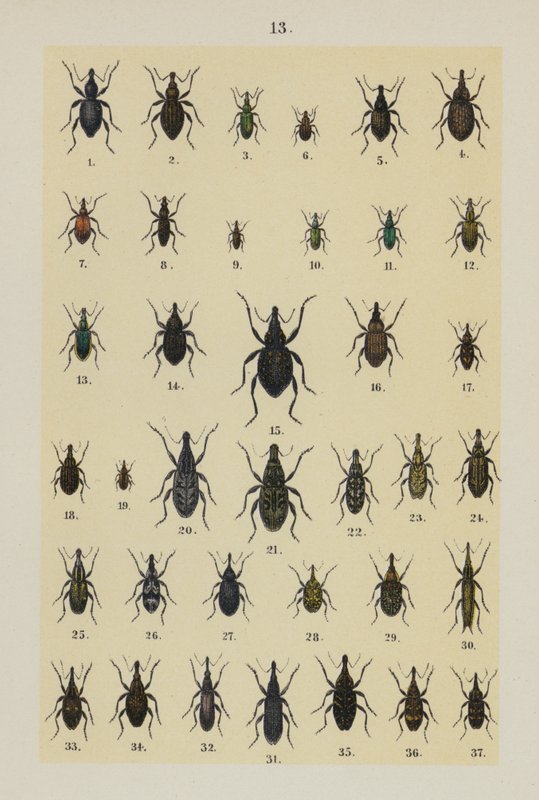 Tavola da The Young Beetle-Collector