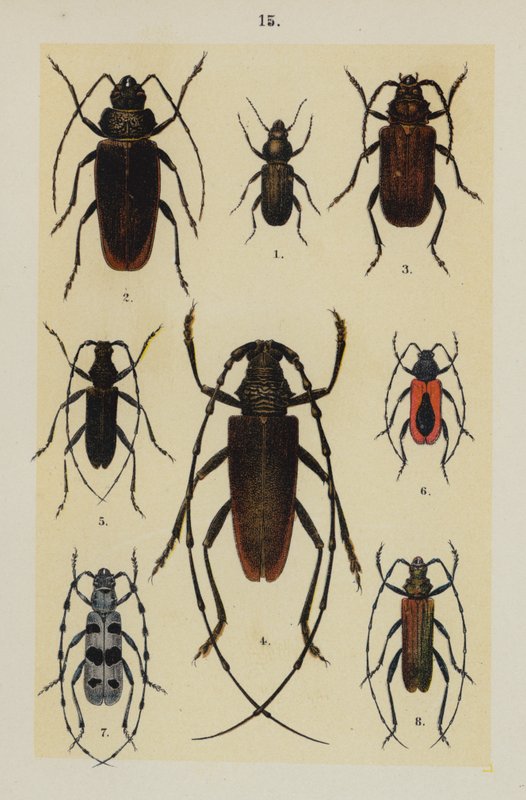 Tavola da The Young Beetle-Collector
