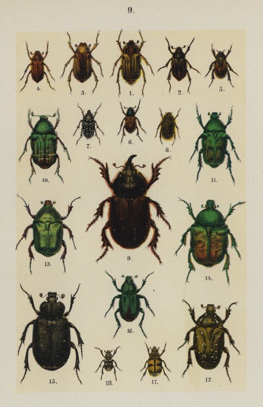 Tavola da The Young Beetle-Collector