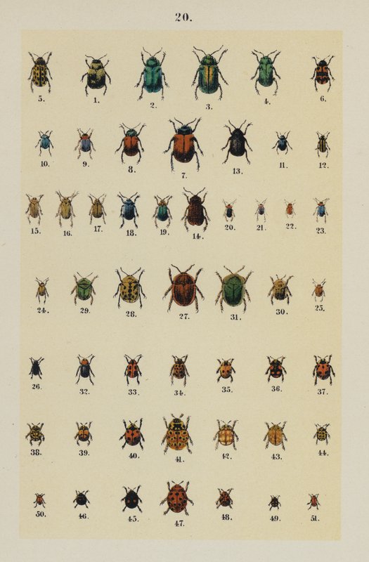 Tavola da The Young Beetle-Collector