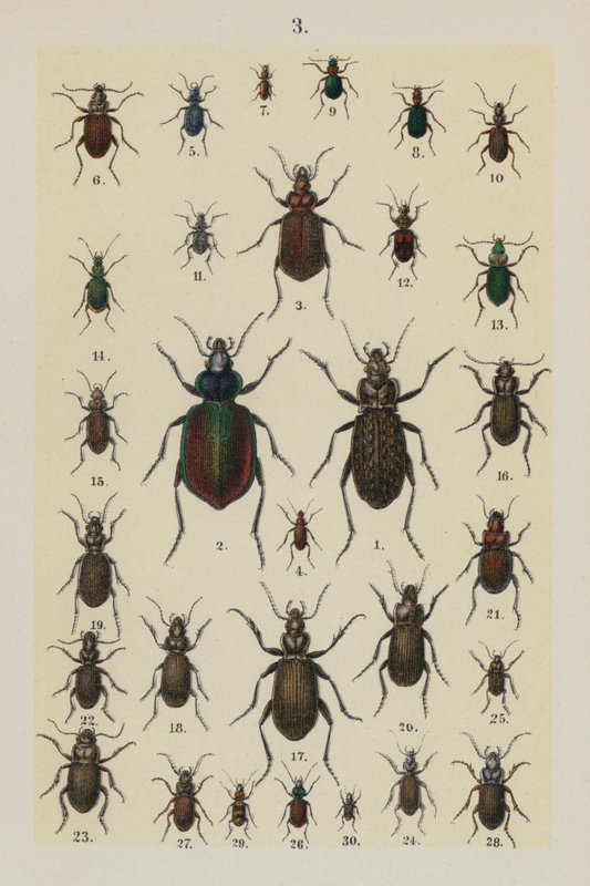Tavola da The Young Beetle-Collector