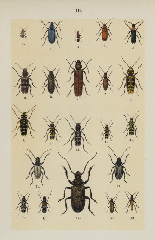 Tavola da The Young Beetle-Collector
