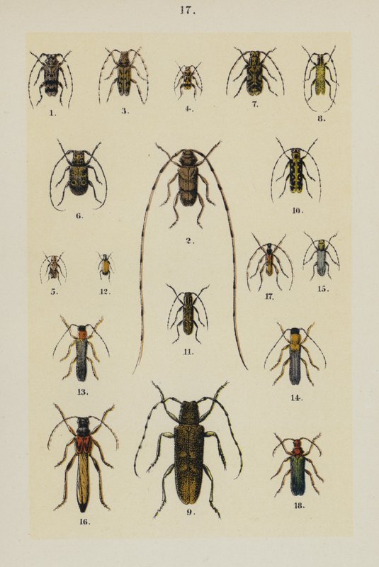 Tavola da The Young Beetle-Collector
