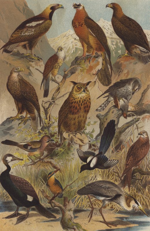 Uccelli predatori da German School