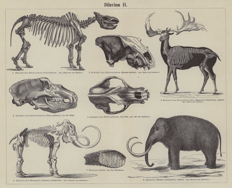 Animali preistorici da German School