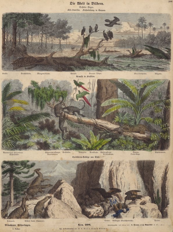 Sud America: estuario in Guyana; giungla in Brasile; Ande cilene (incisione colorata) da German School