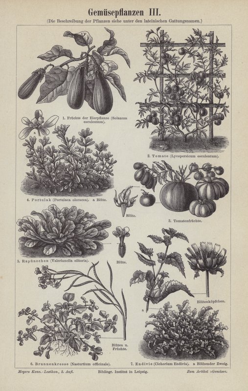 Verdure da German School