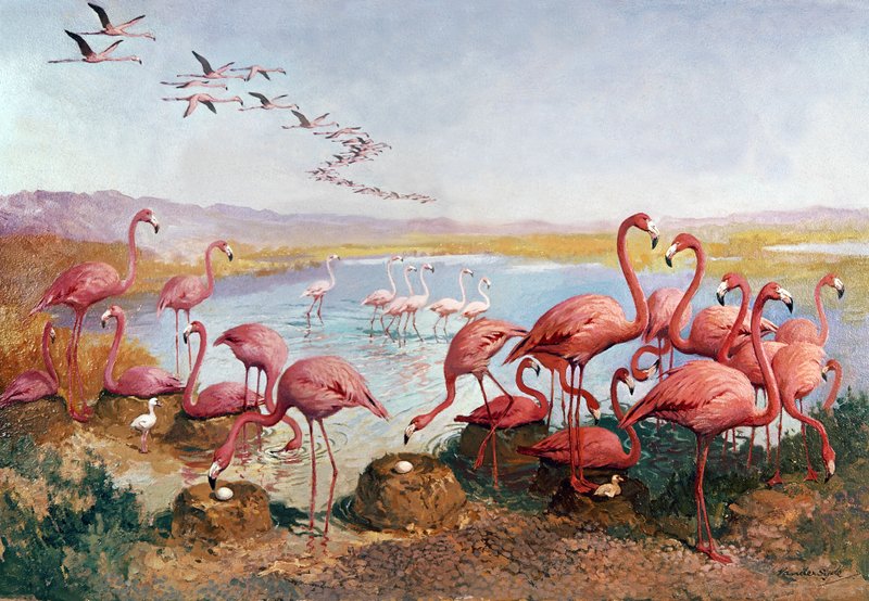 Fenicotteri rosa da Gerritt Vandersyde