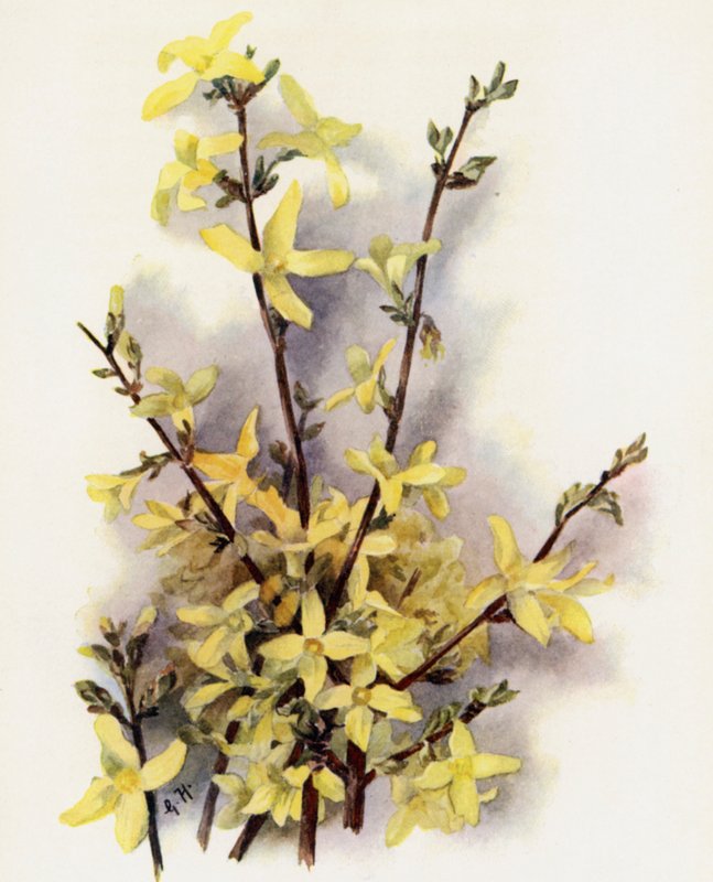 Forsythia Suspensa da Gertrude Hamilton