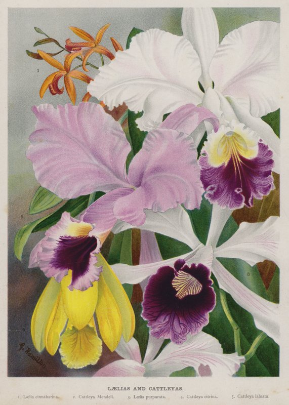 Laelias e Cattleyas da Gertrude Hamilton