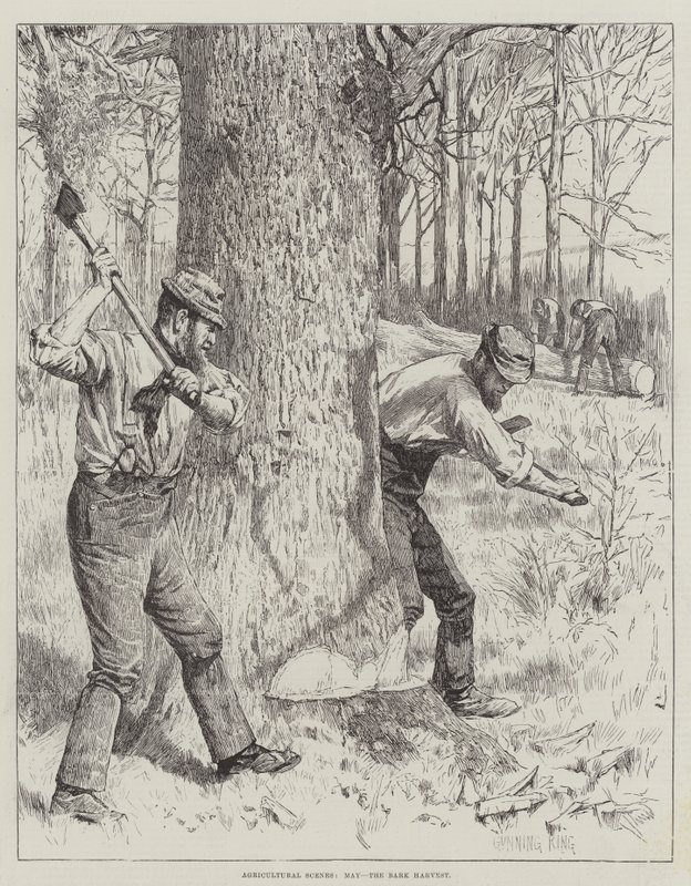 Scene agricole, maggio, la raccolta della corteccia da Gunning King