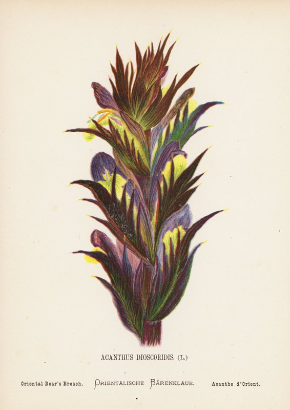 Fiori selvatici della Terra Santa: Acanthus Dioscoridis; Acanto orientale (incisione colorata) da Hannah Zeller
