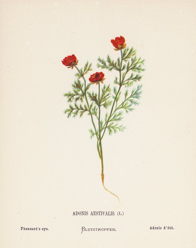 Fiori selvatici della Terra Santa: Adonis Aestivalis; Occhio del fagiano da Hannah Zeller