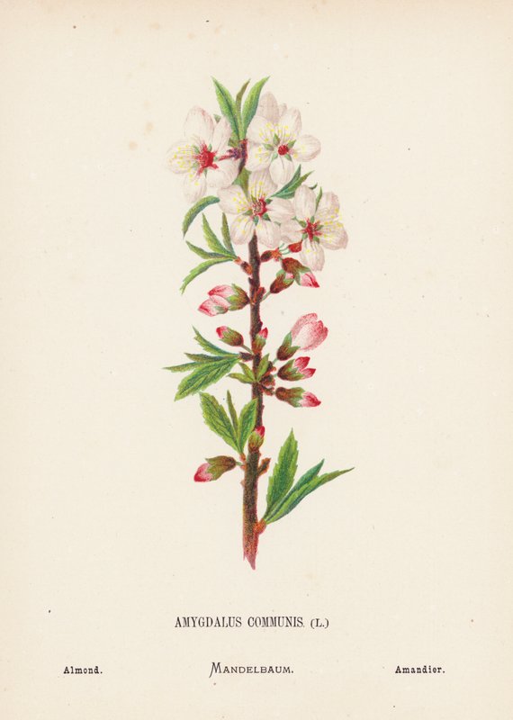 Fiori selvatici della Terra Santa: Amygdalus Communis; Mandorlo da Hannah Zeller
