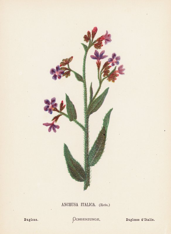 Fiori selvatici della Terra Santa: Anchusa Italica, Retz; Bugloss da Hannah Zeller