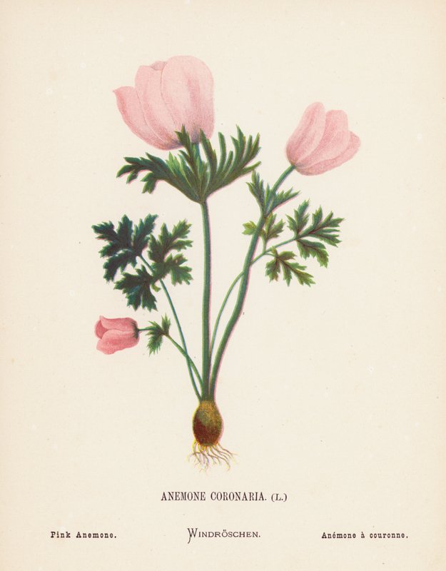 Fiori selvatici della Terra Santa: Anemone Coronaria; Anemone Rosa (incisione colorata) da Hannah Zeller