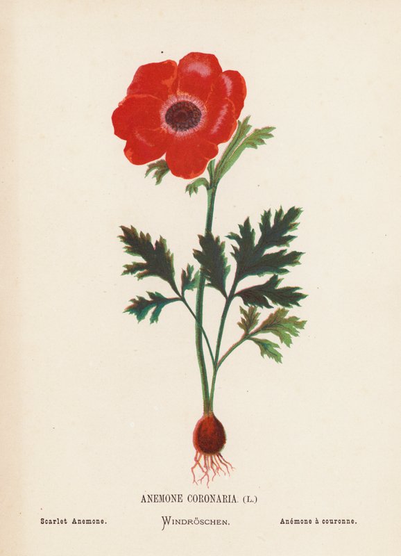 Fiori selvatici della Terra Santa: Anemone Coronaria; Anemone scarlatto (incisione colorata) da Hannah Zeller