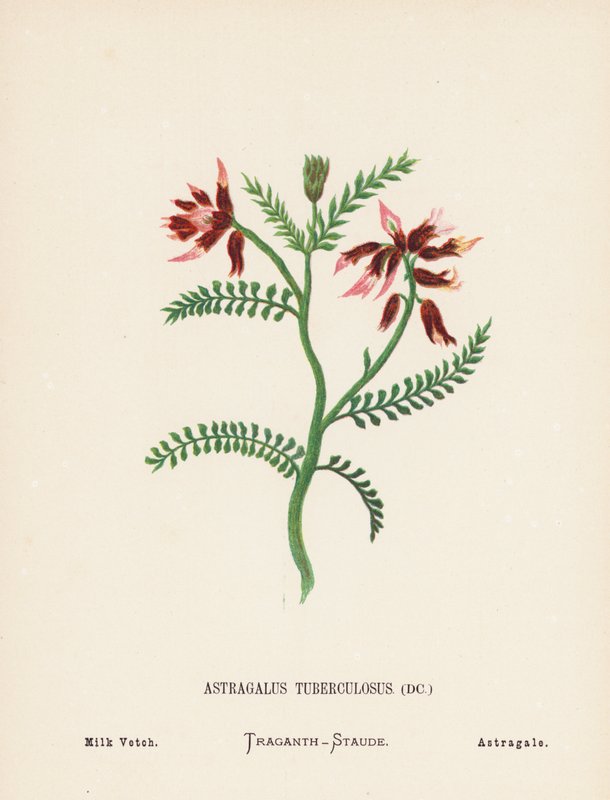 Fiori selvatici della Terra Santa: Astragalus Tuberculosus; Astragalo da Hannah Zeller