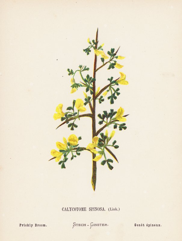 Fiori selvatici della Terra Santa: Calycotome Spinosa, Link; Ginestra Spinosa (incisione colorata) da Hannah Zeller