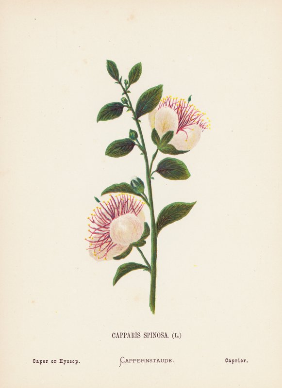 Fiori selvatici della Terra Santa: Capparis Spinosa; Cappero o Issopo (incisione colorata) da Hannah Zeller
