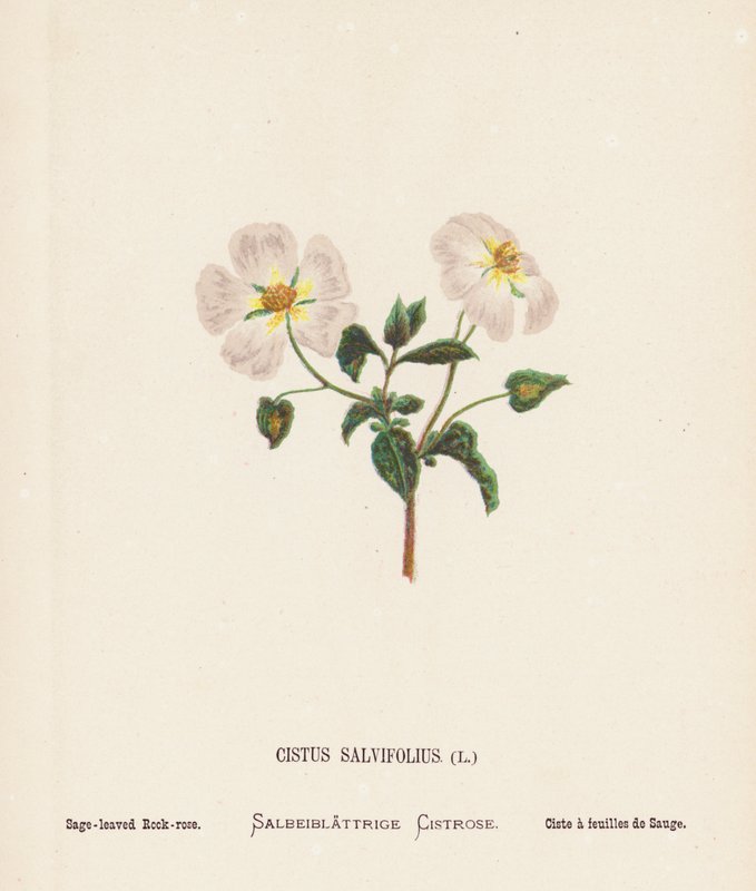 Fiori selvatici della Terra Santa: Cistus Salvifolius; Cisto a foglie di salvia da Hannah Zeller