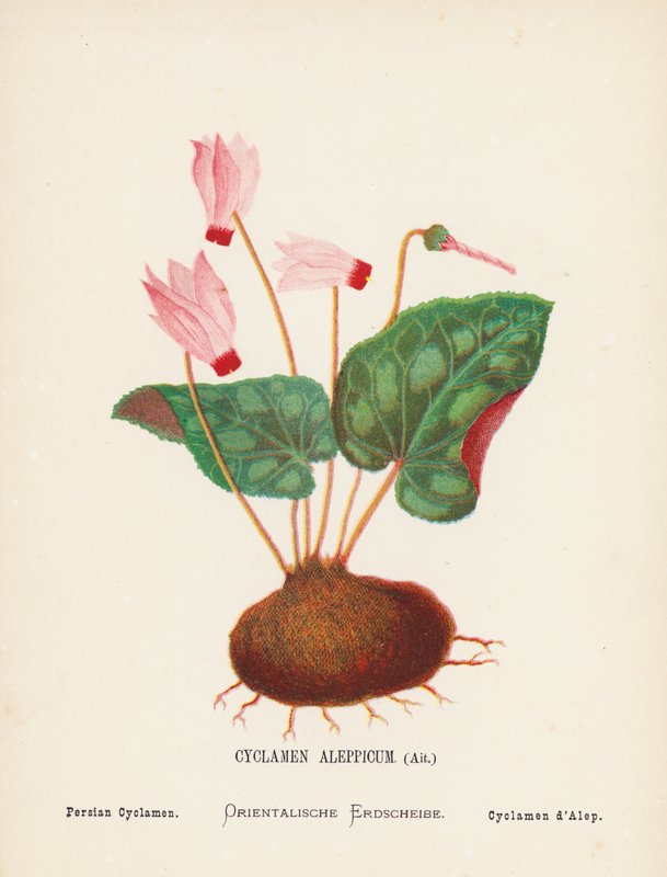 Fiori selvatici della Terra Santa: Cyclamen Aleppicum, Ait; Ciclamino persiano (incisione colorata) da Hannah Zeller