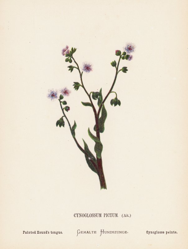 Fiori selvatici della Terra Santa: Cynoglossum Pictum, Ait; Lingua dipinta del cane da Hannah Zeller