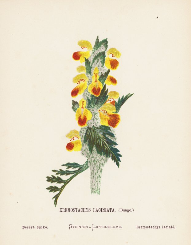 Fiori selvatici della Terra Santa: Eremostachys Laciniata, Bunge; Desert Spike da Hannah Zeller