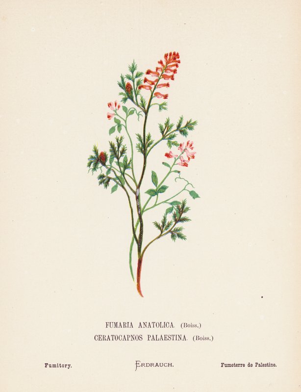Fiori selvatici della Terra Santa: Fumaria Anatolica, Boiss, Ceratocapnos Palaestina, Boiss; Fumaria da Hannah Zeller