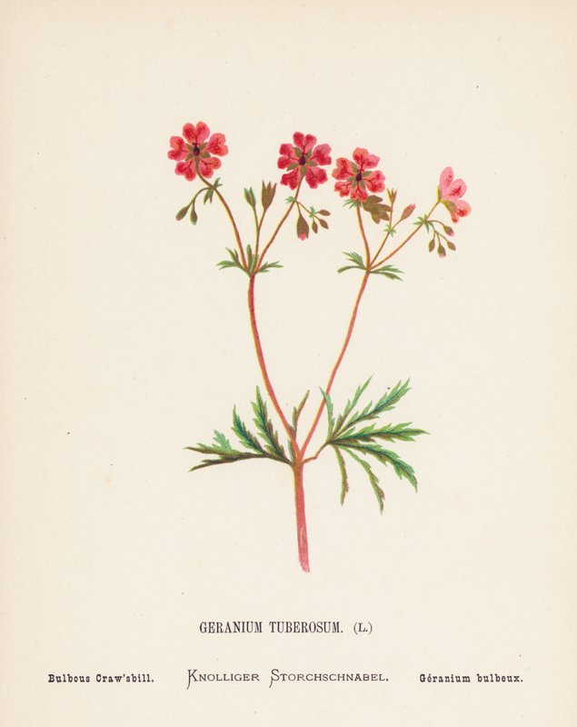 Fiori selvatici della Terra Santa: Geranium Tuberosum; Bulbous Craw