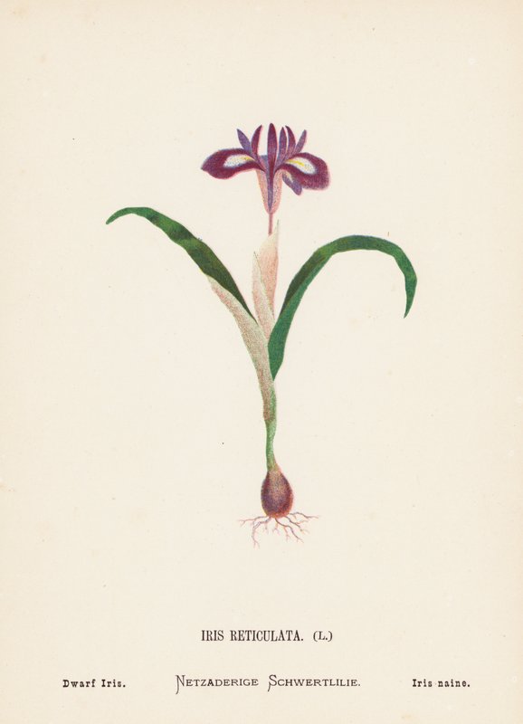 Fiori selvatici della Terra Santa: Iris Reticulata; Iris Nano (incisione colorata) da Hannah Zeller