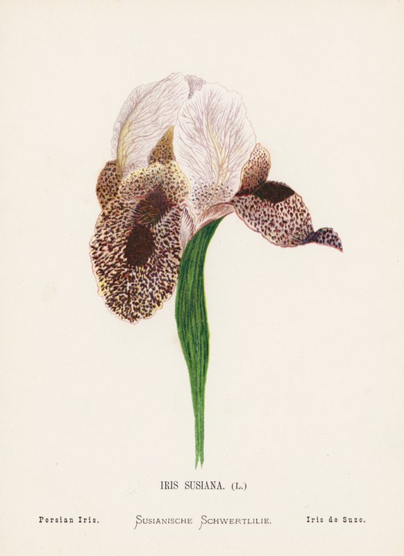 Fiori selvatici della Terra Santa: Iris Susiana; Iris Persiano (incisione colorata) da Hannah Zeller