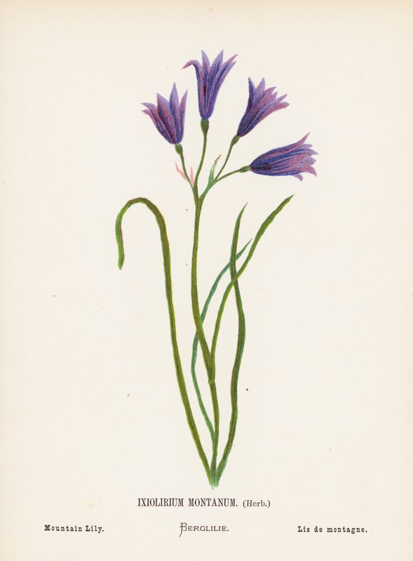 Fiori selvatici della Terra Santa: Ixiolirium Montanum, Erba; Giglio di montagna da Hannah Zeller