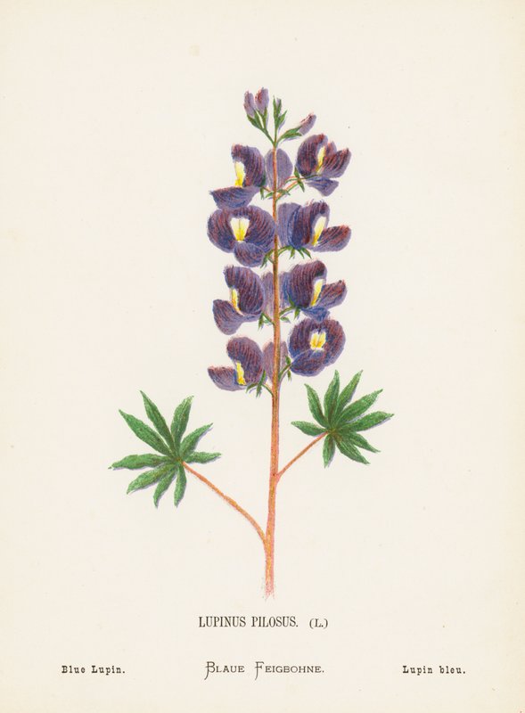 Fiori selvatici della Terra Santa: Lupinus Pilosus; Lupino Blu (incisione colorata) da Hannah Zeller