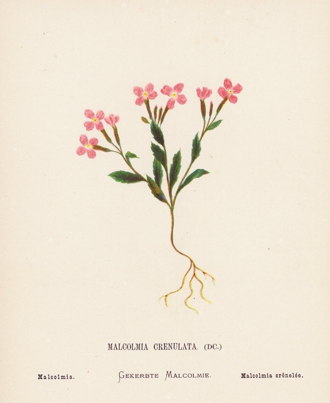 Fiori selvatici della Terra Santa: Malcolmia Crenulata; Malcolmia da Hannah Zeller