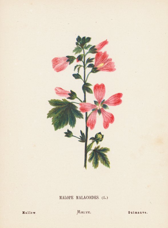 Fiori selvatici della Terra Santa: Malope Malacoides; Malva (incisione colorata) da Hannah Zeller