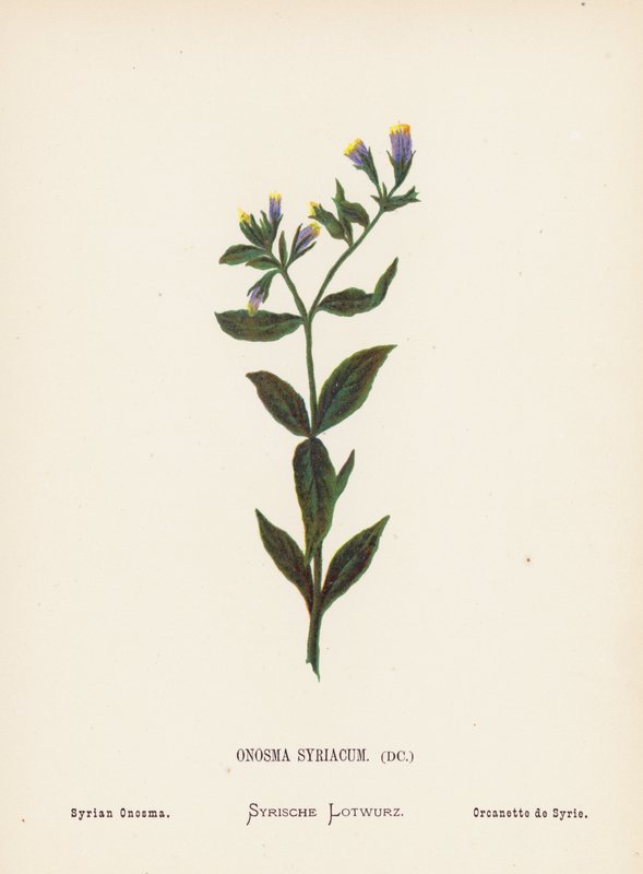 Fiori selvatici della Terra Santa: Onosma Syriacum; Onosma siriano da Hannah Zeller
