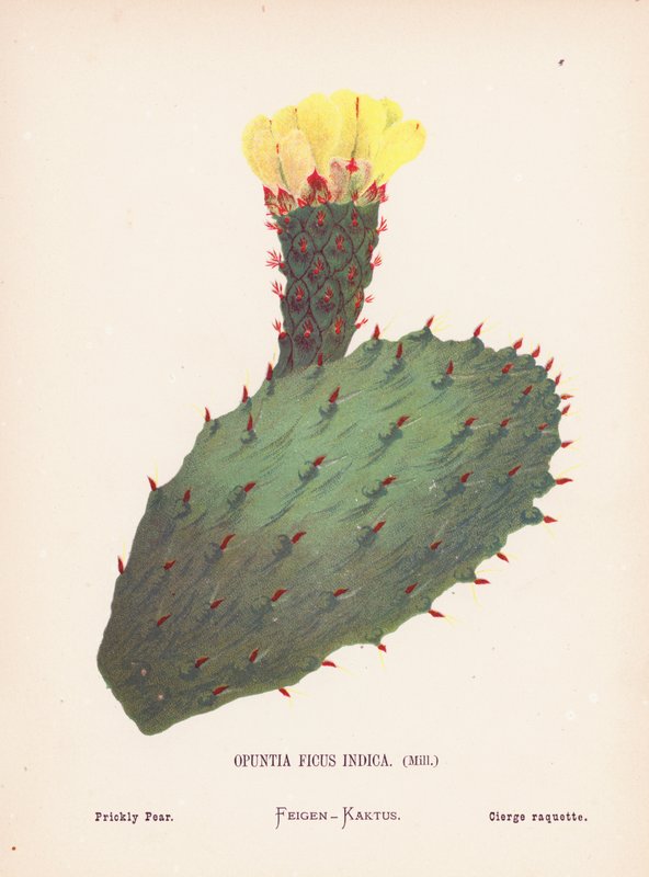 Fiori Selvatici della Terra Santa: Opuntia Ficus Indica, Mill; Fico d