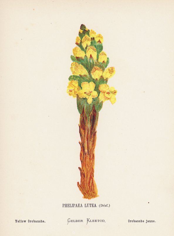 Fiori selvatici della Terra Santa: Phelipaea Lutea, Desf; Orobanche gialla (incisione colorata) da Hannah Zeller