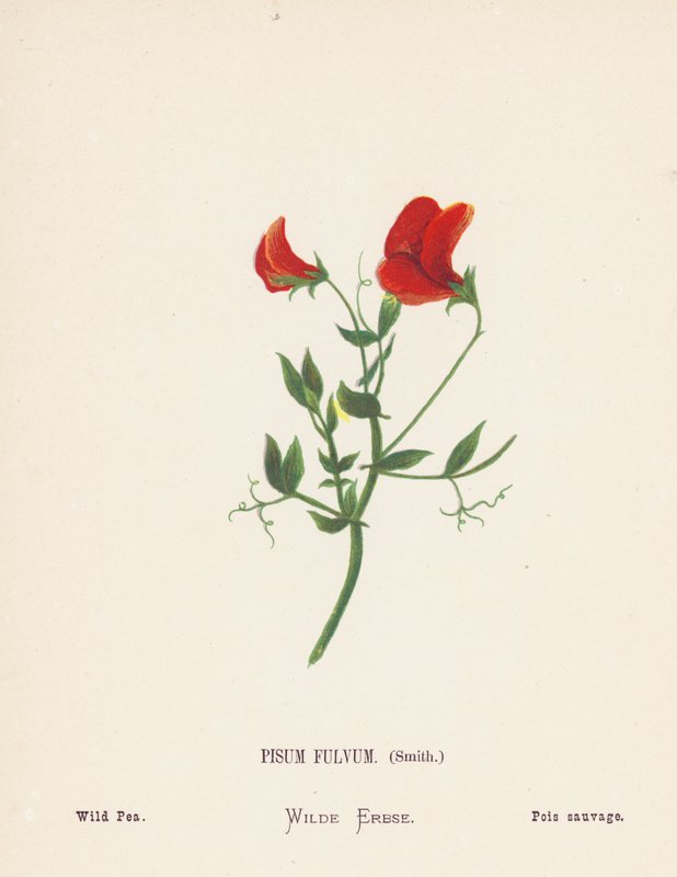 Fiori selvatici della Terra Santa: Pisum Fulvum, Smith; Pisello selvatico da Hannah Zeller